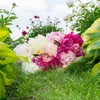 Bloomique - Mix 3 - Paeonia - Piwonia - Czerwona, Biała, Podgląd zdjęcia produktu 5