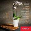 A white pot with a pink orchid is placed on a wooden board against a textured background. Anteprima dell’immagine prodotto
