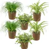 Bloomique - 6er-Set - Haustierfreundliche Pflanzen - Produktbild-Vorschau 1