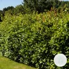 Bloomique - Laurus Nobilis - Laurier-sauce - Plantes de Voir les images du produit 2