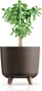A jade plant in a dark brown pot with wooden legs, set against a white background. Voir les images du produit