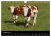 Die Welt der Kühe (Wandkalender 2027 DIN A4 quer), CALVENDO Produktbild-Vorschau 7
