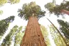 SAFLAX  - Sequoia gigante - 50 semi - Con substrato - Anteprima dell’immagine prodotto 4