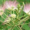 Seidenbaum  - Albizia julibrissin 'Rosea'  | 40-50 cm in Produktbild-Vorschau 2