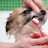 4 Stück Hundezahnbürste,Hunde Zahnbürste,Hundezahnbürste Produktbild-Vorschau 6