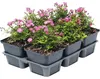 Růže zakrslá beztrnná FloraSelf Rosa 'Cutie Pie' 6 ks Náhled obrázku produktu 1