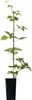 A potted plant with green leaves and a black stake, isolated on a white background. Produktbild-Vorschau