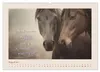 Pferdepoesie - Augenblicke voller Seele (Wandkalender 2027 Produktbild-Vorschau 11