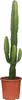 Trendyplants - Euphorbia Acrurensis - Kaktus - Výška 40-60 Náhľad obrázku produktu 1