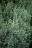 Chamaecyparis lawsoniana 'Ellwoodii', Blaue Scheinzypresse, Produktbild-Vorschau 4