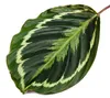 Stínová rostlina s neobvyklým vzorem listů - Calathea Náhled obrázku produktu 2