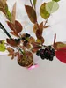 Aronia prunifolia 'Nero', aronie, bobulovitý keř, květináč Náhled obrázku produktu 3