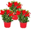 Dipladenia - jasmin chilijski - doniczka 10 cm - zestaw 3 Podgląd zdjęcia produktu 1
