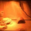 Terrario CocoCave L - cocco mezzo liscio Terrario Anteprima dell’immagine prodotto 10