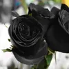 Blumensamen Rose Schwarz 100 Stück für die Aussaat im Produktbild-Vorschau 6