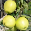 Several yellow apples are growing on a tree branch with green leaves. Produktbild-Vorschau