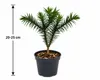 Araucaria araucana, ook wel Andentanne genoemd. 20–25 cm. Productafbeelding-voorbeeld 5