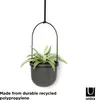 A hanging planter with a succulent plant inside, against a white background. Produktbild-Vorschau
