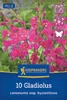 Kiepenkerl Wild-Gladiole Gladiolus communis subsp. Produktbild-Vorschau 1