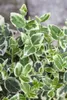 Euonymus fortunei 'Emerald Gaiety', Kriechspindel, Produktbild-Vorschau 7