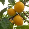 Abiu (Pouteria caimito)  - 1 pezzo Anteprima dell’immagine prodotto 1