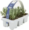 Bloomique - Zestaw 6 sztuk - Lavandula Angustifolia 'White' Podgląd zdjęcia produktu 1