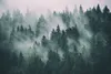 Mist Forest tapety pro obývací pokoj ložnice 368x254cm Náhled obrázku produktu 2