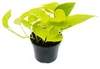 Gelb-grünes Pothos – Epipremnum Golden Pothos – Scindapsus Produktbild-Vorschau 1