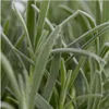 Levandule pravá (Lavandula angustifolia) Ø7cm x V 15cm, 48 Náhled obrázku produktu 4