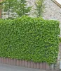 BALDUR Garten 3x Winterharte Efeu Pflanze 'Baltica', Produktbild-Vorschau 3