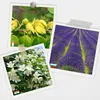 Natürliche ätherische Öle für die Aromatherapie, 12 Stück Produktbild-Vorschau 10