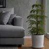 Araukaria wyniosła - Araucaria heterophylla - Wysokość Podgląd zdjęcia produktu 6