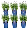 Plants by Frank | 6 Blauer Duft-Lavendel Pflanzen | Produktbild-Vorschau 1