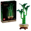 Dracena sandera Podgląd zdjęcia produktu 21