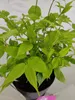 A potted plant with vibrant green leaves. Náhľad obrázku produktu