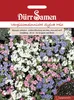 Vergissmeinnicht Sylva Mix | Vergissmeinnichtsamen von Dürr Produktbild-Vorschau 3