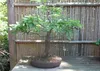 SAFLAX - Bonsai - Tamaryndowiec - 4 Nasiona - Z podłożem Podgląd zdjęcia produktu 4