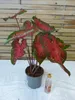 [Palmenlager] Caladium bicolor 60-80 cm- Topf 21 cm Ø // Produktbild-Vorschau 3