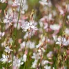 Gaura lindheimeri Whirling Butterflies 6 rostlin bílá Ø9cm Náhled obrázku produktu 1