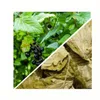 Herbs from Poland Schwarze Johannisbeerblätter – Produktbild-Vorschau 2