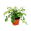 Set de 3 plantes d'intérieur - type 2 - 9cm Voir les images du produit 4