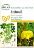 SAFLAX  - Cacahuète - 8 graines - Arachis Voir les images du produit 9