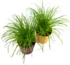 Cyperus zumula, im 12er Topf, Katzengras, Höhe ca. 20cm Produktbild-Vorschau 4