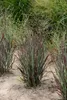 Stauden Gänge 1 x Panicum virgatum 'Nosferatu' im 1 Liter Produktbild-Vorschau 6