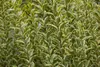 A close-up view of a dense shrub with variegated green and yellow leaves. Produktbild-Vorschau