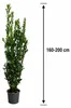 Gewürzlorbeer (Laurus nobilis) 160–200 cm – Echter Produktbild-Vorschau 5