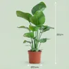 Green boutiQ - Zimmerpflanze - Paradiesvogelblume - Produktbild-Vorschau 2