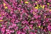 Weigelie Victoria 40-60 cm, im Topf - Weigela florida Produktbild-Vorschau 7