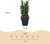 Japanischer Spindelstrauch Euonymus japonicus Green Spire Produktbild-Vorschau 4