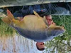 Tandem Baits 5-er Set Euro Boilies Knoblauch, Karpfen Produktbild-Vorschau 4